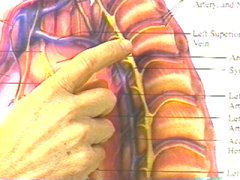 Chart displaying nerves